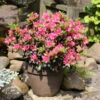 Japanische Azalee Drapa® 25-30cm - Rhododendron Obtusum - Zwerg Alpenrose 1 Japanische Azalee Drapa® 25-30cm - Rhododendron Obtusum - Zwerg Alpenrose -Gartengrünpflanzen Geschäft Rhododendron obtusum Drapa