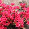 Japanische Azalee Elfie 40-50cm - Rhododendron Obtusum - Zwerg Alpenrose -Gartengrünpflanzen Geschäft Rhododendron obtusum Elfie
