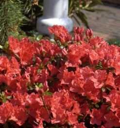 Japanische Azalee Geisha Orange 30-40cm - Rhododendron Obtusum - Alpenrose