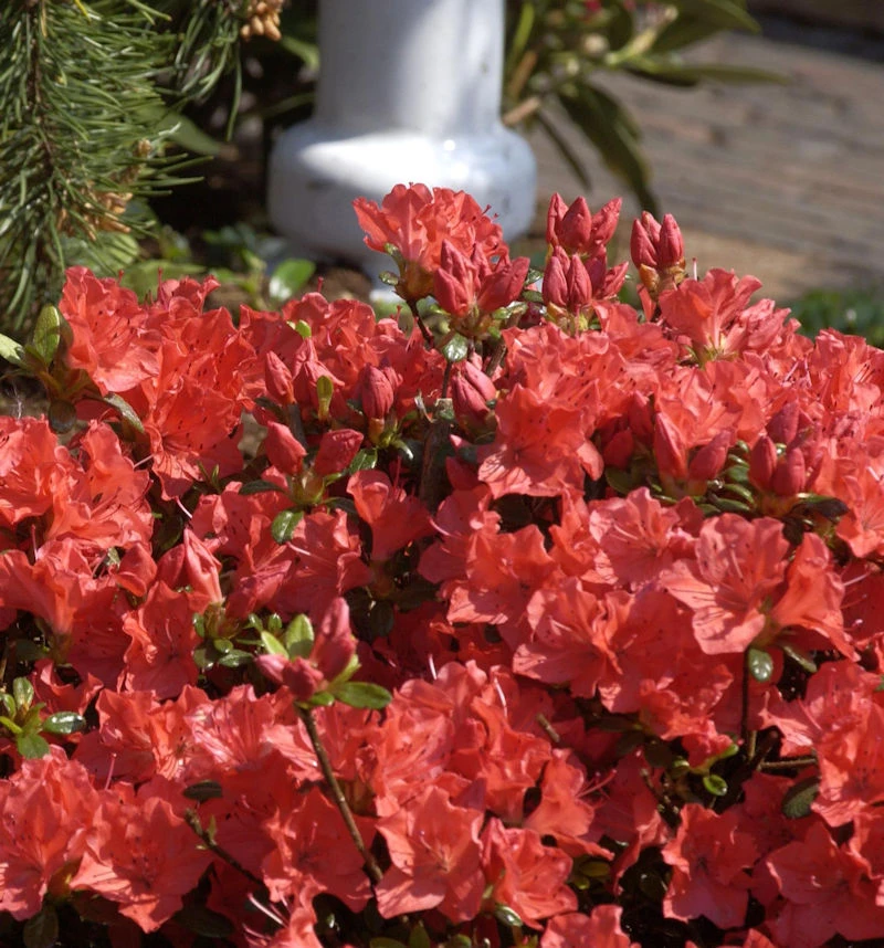 Japanische Azalee Geisha Orange 30-40cm - Rhododendron Obtusum - Alpenrose 3 Japanische Azalee Geisha Orange 30-40cm - Rhododendron Obtusum - Alpenrose