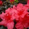 Japanische Azalee Johanna 60-70cm - Rhododendron Obtusum - Zwerg Alpenrose -Gartengrünpflanzen Geschäft Rhododendron obtusum Johanna