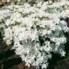 Japanische Azalee Kermesina Alba 20-25cm - Rhododendron Obtusum - Zwerg Alpenrose -Gartengrünpflanzen Geschäft Rhododendron obtusum Kermesina Alba