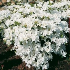 Japanische Azalee Kermesina Alba 20-25cm - Rhododendron Obtusum - Zwerg Alpenrose