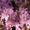 Japanische Azalee Kermesina Rose 20-25cm - Rhododendron Obtusum - Alpenrose -Gartengrünpflanzen Geschäft Rhododendron obtusum KermesinaRose