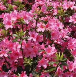Hochstamm Japanische Azalee Madame Albert V. Hecke 40-60cm - Rhododendron Obtusum - Zwerg Alpenrose