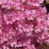 Japanische Azalee Mme Van Hecke Compact 20-25cm - Rhododendron Obtusum -Gartengrünpflanzen Geschäft Rhododendron obtusum Mme van Hecke Compact