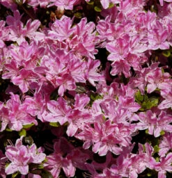 Japanische Azalee Pink Poetry 20-25cm - Rhododendron Obtusum - Zwerg Alpenrose