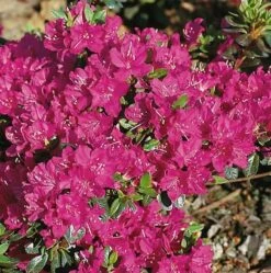 Japanische Azalee Purpurtraum 15-20cm - Rhododendron Obtusum - Zwerg Alpenrose