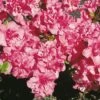 Japanische Azalee Rokoko 25-30cm - Rhododendron Obtusum - Alpenrose -Gartengrünpflanzen Geschäft Rhododendron obtusum Rokoko 1