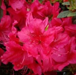 Japanische Azalee Stopplicht 20-25cm - Rhododendron Obtusum - Zwerg Alpenrose