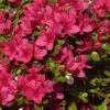 Japanische Azalee Hino Crimson 20-25cm - Rhododendron Obtusum - Zwerg Alpenrose -Gartengrünpflanzen Geschäft Rhododendron obtusumHino crimson