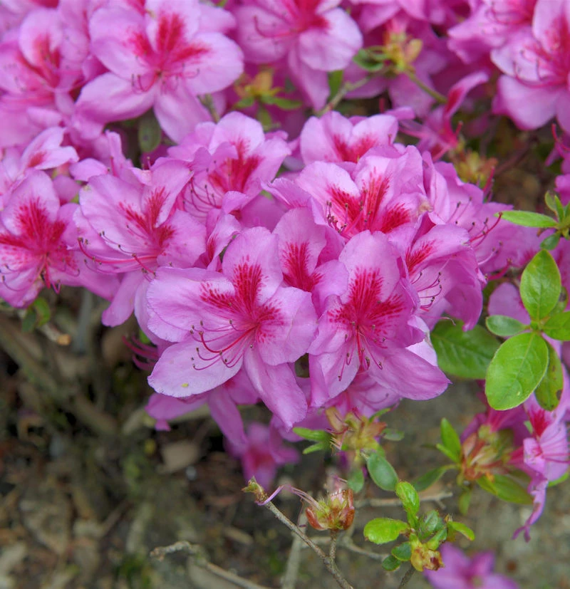 Japanische Azalee Peppina® 20-25cm - Rhododendron Luteum - Zwerg Alpenrose 3 Japanische Azalee Peppina® 20-25cm - Rhododendron Luteum - Zwerg Alpenrose