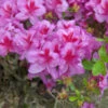 Japanische Azalee Peppina® 40-50cm - Rhododendron Luteum - Zwerg Alpenrose -Gartengrünpflanzen Geschäft Rhododendron obtusumPeppina