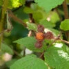 Japanische Weinbeere - Rubus Phoenicolasius 2 Japanische Weinbeere - Rubus Phoenicolasius -Gartengrünpflanzen Geschäft Rubusphoenicolasius