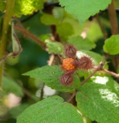 Japanische Weinbeere - Rubus Phoenicolasius