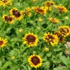 Sonnenhut Summerdaisys Choco Sun - Großer Topf - Rudbeckia Cultorum -Gartengrünpflanzen Geschäft Rudbeckia cultorum Summerdaisys Choco Sun