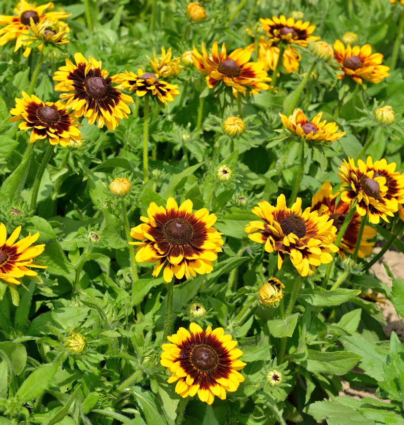 Sonnenhut Summerdaisys Choco Sun - Großer Topf - Rudbeckia Cultorum 3 Sonnenhut Summerdaisys Choco Sun - Großer Topf - Rudbeckia Cultorum