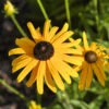 Sonnenhut Speciosa - Großer Topf - Rudbeckia Fulgida 2 Sonnenhut Speciosa - Großer Topf - Rudbeckia Fulgida -Gartengrünpflanzen Geschäft Rudbeckia fulgida var Speciosa 1