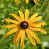 Gewöhnliche Sonnenhut - Rudbeckia Fulgida 1 Gewöhnliche Sonnenhut - Rudbeckia Fulgida -Gartengrünpflanzen Geschäft Rudbeckia fulgida varDeamii