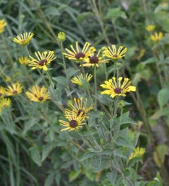 Schwachfilziger Sonnenhut Little Henry - Rudbeckia Subtomentosa