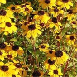 Rudbeckia - Rudbeckia Triloba