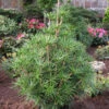 Japanische Schirmtanne Platyno 30-40cm - Sciadopitys Verticillata 1 Japanische Schirmtanne Platyno 30-40cm - Sciadopitys Verticillata -Gartengrünpflanzen Geschäft Sciadopitys verticillata Platyno