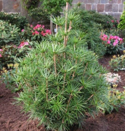 Japanische Schirmtanne Platyno 40-50cm - Sciadopitys Verticillata