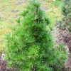 Japanische Schirmtanne Piccola 60-70cm - Sciadopitys Verticillata -Gartengrünpflanzen Geschäft Sciadopitys verticillataPiccola 1