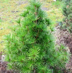 Japanische Schirmtanne Piccola 50-60cm - Sciadopitys Verticillata
