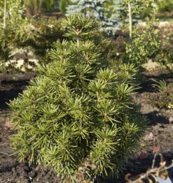 Japanische Schirmtanne 100-125cm - Sciadopitys Verticillata