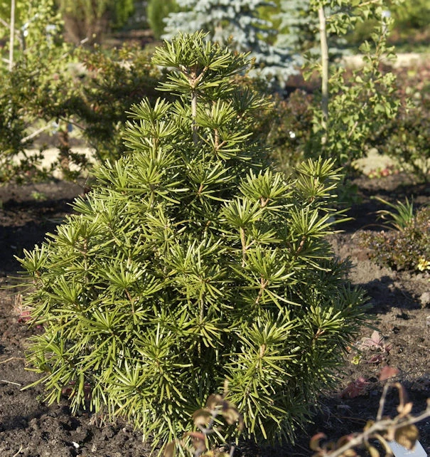 Japanische Schirmtanne 70-80cm - Sciadopitys Verticillata 3 Japanische Schirmtanne 70-80cm - Sciadopitys Verticillata