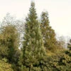 Blauer Kalifornischer Mammutbaum 80-100cm - Sequoiadendron Giganteum -Gartengrünpflanzen Geschäft Sequoiadendron giganteumGlaucum