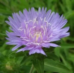 Kornblumenaster - Stokesia Laevis