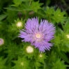 Kornblumenaster Lewis Blue - Stokesia Laevis -Gartengrünpflanzen Geschäft Stokesia laevis Lewis Blue