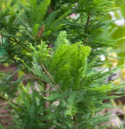 Hochstamm Zwerg Sumpfzypresse 80-100cm - Taxodium Distichum