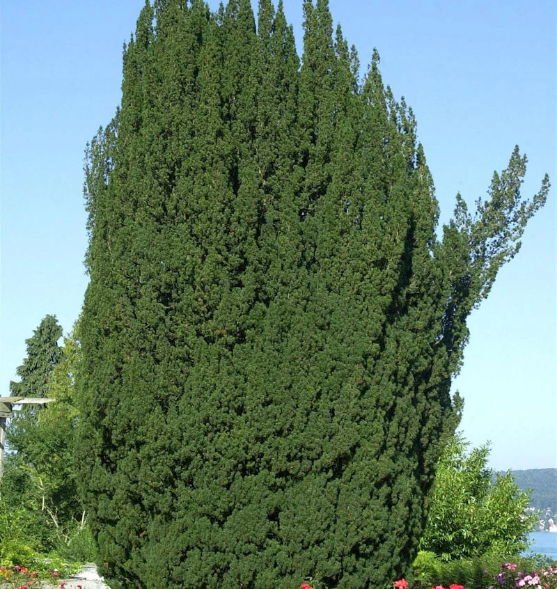 Grüne Säuleneibe 100-125cm - Taxus Baccata Fastigiata 3 Grüne Säuleneibe 100-125cm - Taxus Baccata Fastigiata