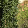 Säuleneibe 30-40cm - Taxus Baccata Fastigiata Robusta -Gartengrünpflanzen Geschäft Taxus baccata FastigiataRobusta
