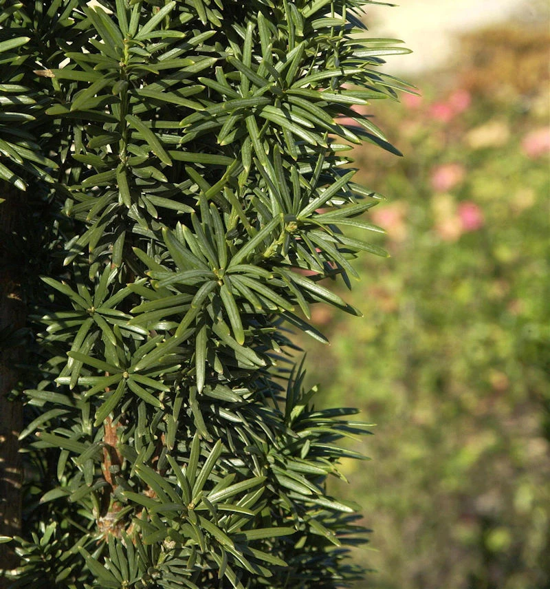 Säuleneibe 30-40cm - Taxus Baccata Fastigiata Robusta 3 Säuleneibe 30-40cm - Taxus Baccata Fastigiata Robusta