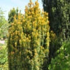Eibe Germers Gold 25-30cm - Taxus Baccata 2 Eibe Germers Gold 25-30cm - Taxus Baccata -Gartengrünpflanzen Geschäft Taxus baccata Germers Gold 1 1