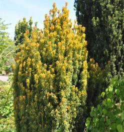 Eibe Germers Gold 40-50cm - Taxus Baccata