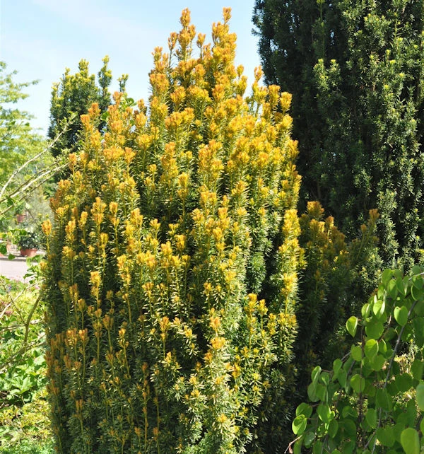 Eibe Germers Gold 40-50cm - Taxus Baccata 3 Eibe Germers Gold 40-50cm - Taxus Baccata