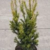 Aufrechte Goldeibe Golden Crown 60-70cm - Taxus Baccata -Gartengrünpflanzen Geschäft Taxus baccata Golden Crown