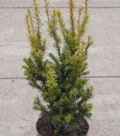 Aufrechte Goldeibe Golden Crown 60-70cm - Taxus Baccata