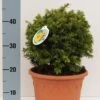 Kugelschnitt Goldeibe Golden Nugget 25-30cm - Taxus Baccata 1 Kugelschnitt Goldeibe Golden Nugget 25-30cm - Taxus Baccata -Gartengrünpflanzen Geschäft Taxus baccata Golden Nugget Kugelschnitt