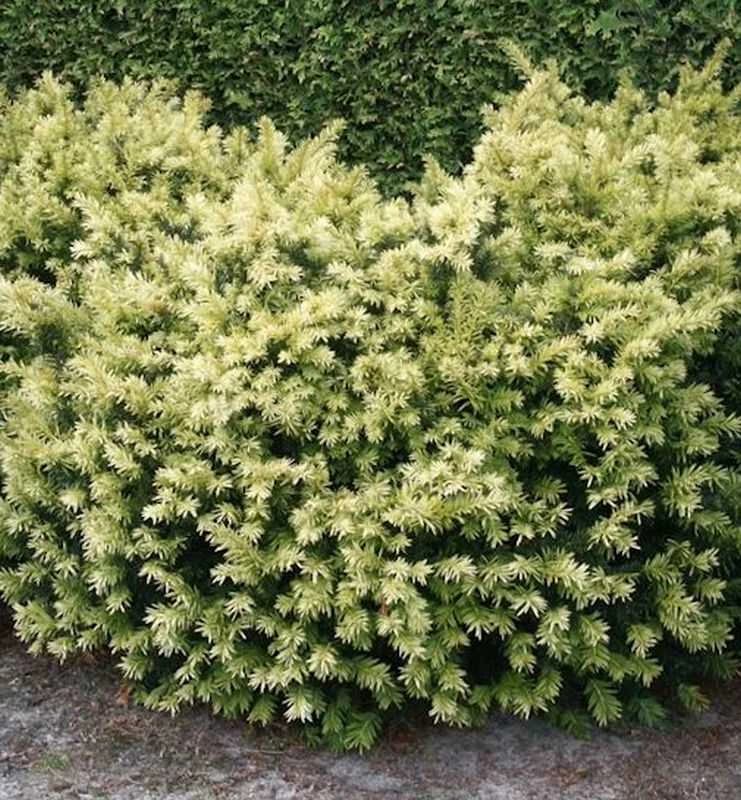 Breitwachsende Goldeibe Golden Nugget 20-25cm - Taxus Baccata 3 Breitwachsende Goldeibe Golden Nugget 20-25cm - Taxus Baccata