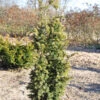Goldgelbe Zwerg Säuleneibe Goldener Zwerg 40-50cm - Taxus Baccata 1 Goldgelbe Zwerg Säuleneibe Goldener Zwerg 40-50cm - Taxus Baccata -Gartengrünpflanzen Geschäft Taxus baccata Goldener Zwerg