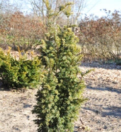 Goldgelbe Zwerg Säuleneibe Goldener Zwerg 40-50cm - Taxus Baccata