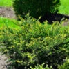 Eibe Kleiner Grüner® 25-30cm - Taxus Baccata 1 Eibe Kleiner Grüner® 25-30cm - Taxus Baccata -Gartengrünpflanzen Geschäft Taxus baccata KleinerGrner