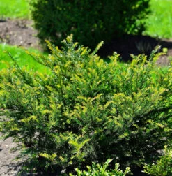 Eibe Kleiner Grüner® 25-30cm - Taxus Baccata