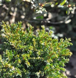 Miniatur Eibe Minima 25-30cm - Taxus Baccata